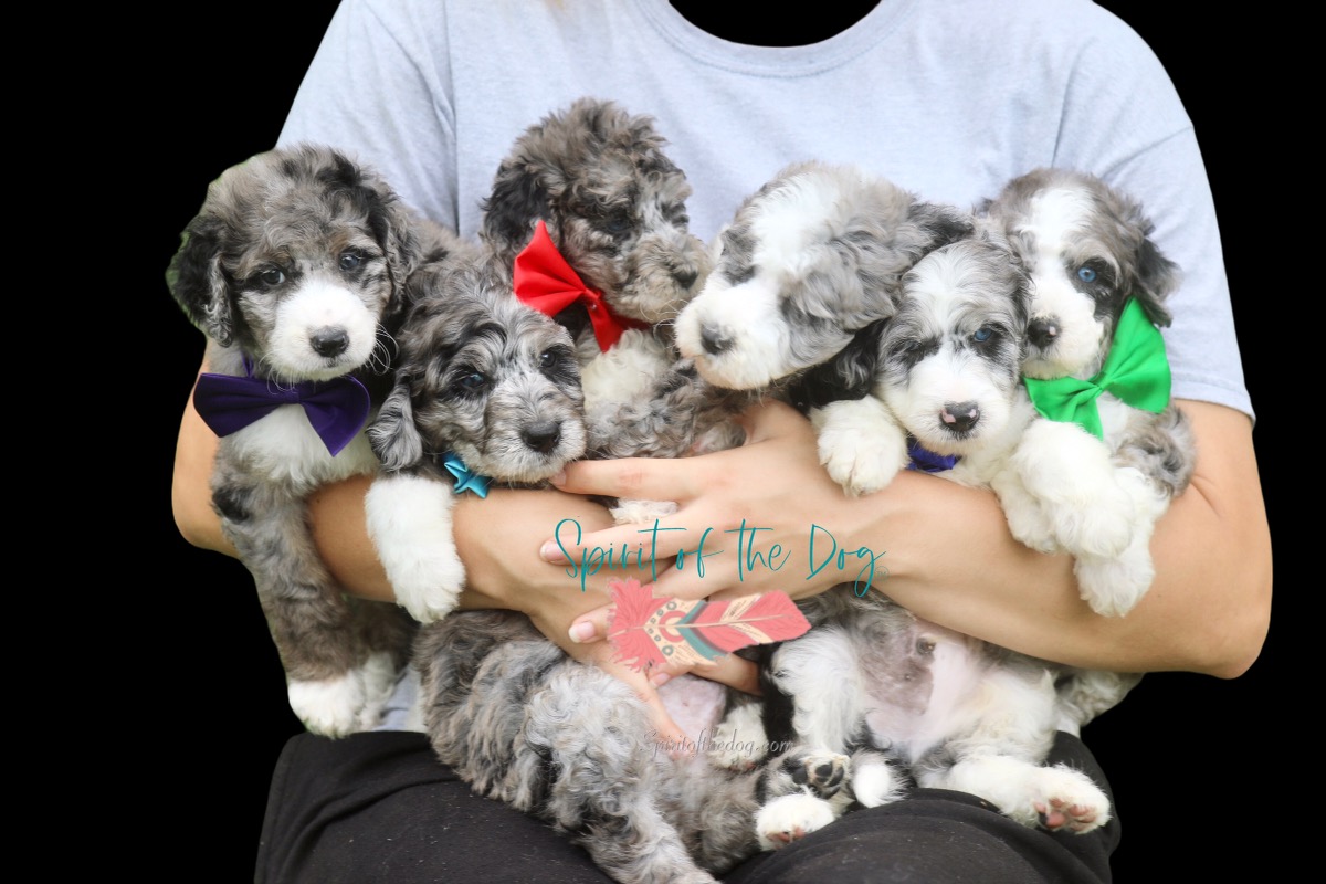 aussiedoodle puppies wearing bows with different colors