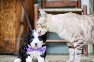 cat playing with an aussiedoodle puppy