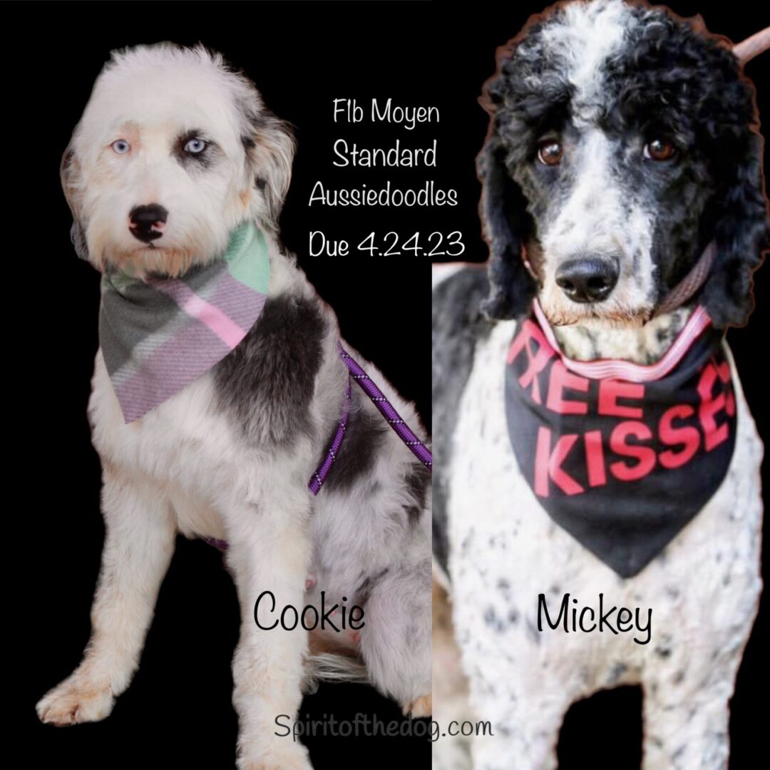Flb Moyen standard Aussiedoodle poster with two dogs