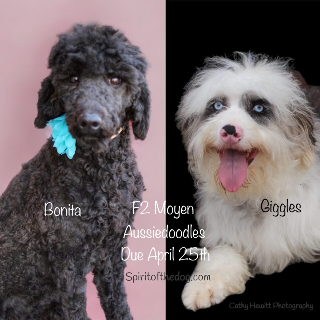 F2 Moyen Aussiedoodle poster with two dogs